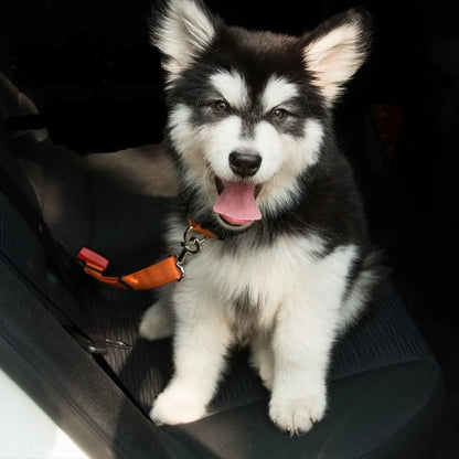 SafeTails Adjustable Pet Seatbelt